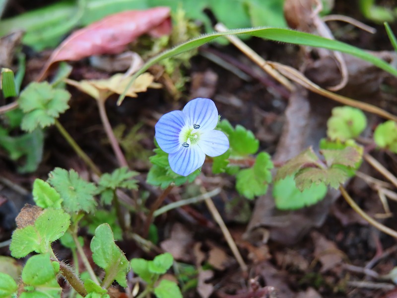 イヌノフグリが可愛いな