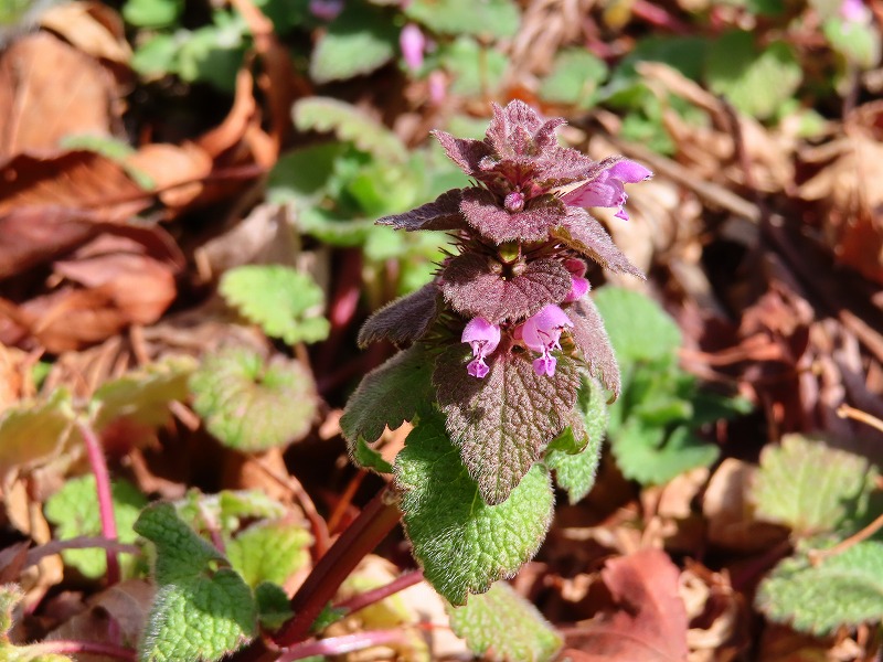 オドリコソウも踊りだす