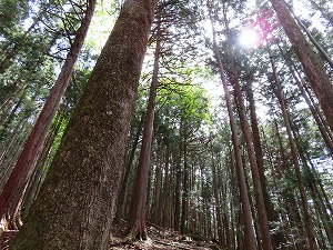 スギ林の中に大きなモミの木も