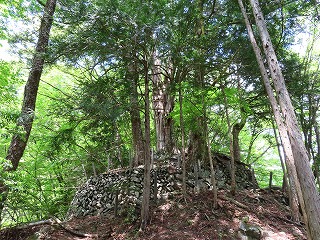 やがて巨大なヒノキが見えてきます
