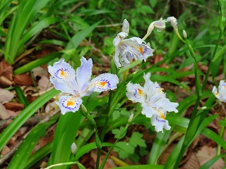 シャガの花も満開