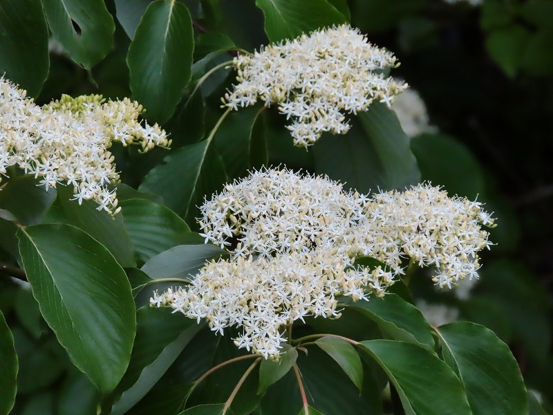 ミズキの花のアップです
